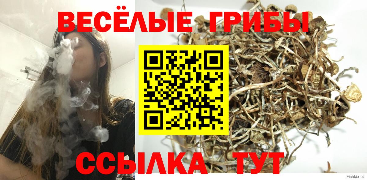 Галлюциногенные грибы Cubensis Пенза